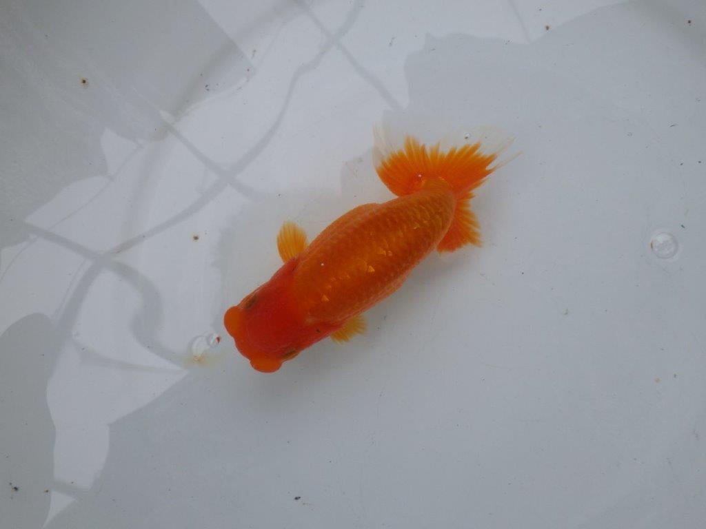 【可愛がってきた当歳らんちゅう 】頭、尾型が素晴らしいらんちゅう　約13,5cm