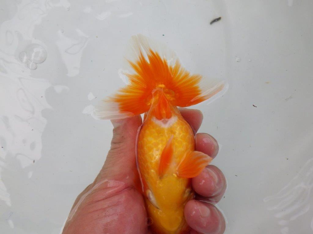 【可愛がってきた当歳らんちゅう 】頭、尾型が素晴らしいらんちゅう　約13,5cm