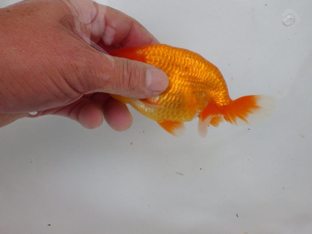 【可愛がってきた当歳らんちゅう 】頭、尾型が素晴らしいらんちゅう　約13,5cm