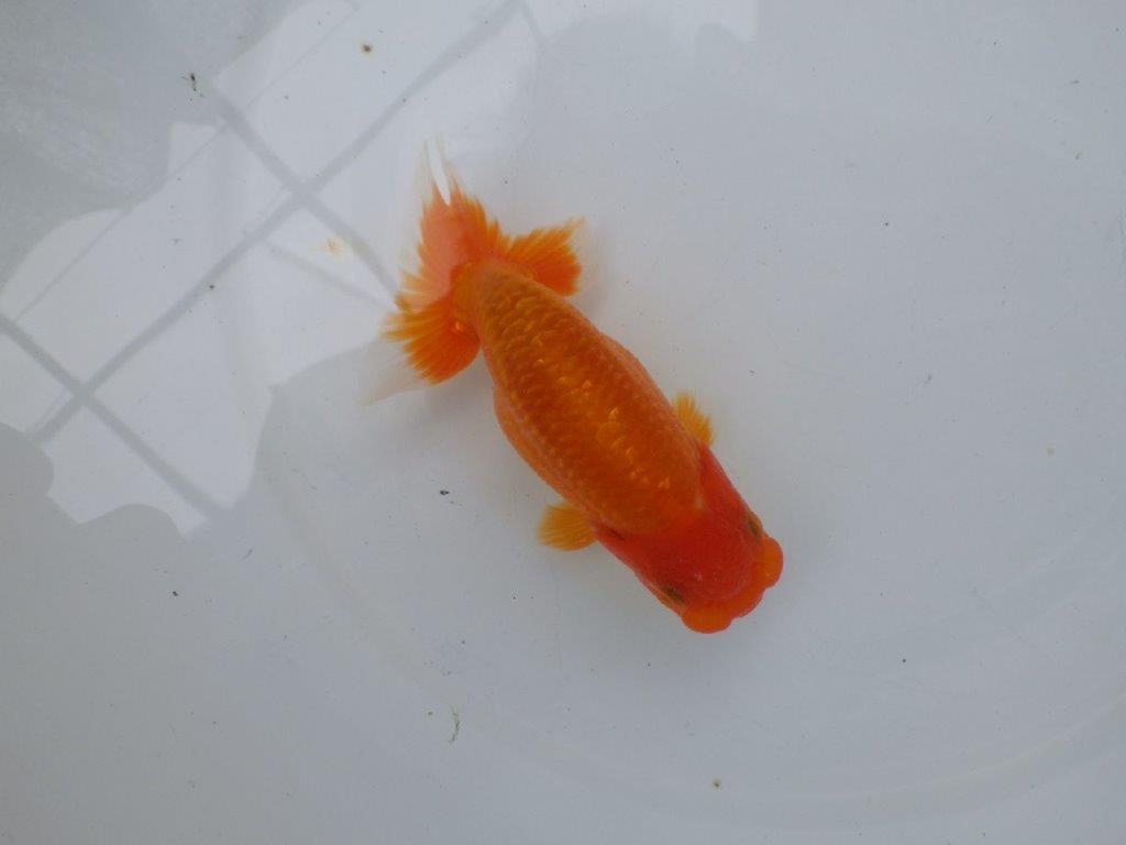 【可愛がってきた当歳らんちゅう 】頭、尾型が素晴らしいらんちゅう　約13,5cmの上身