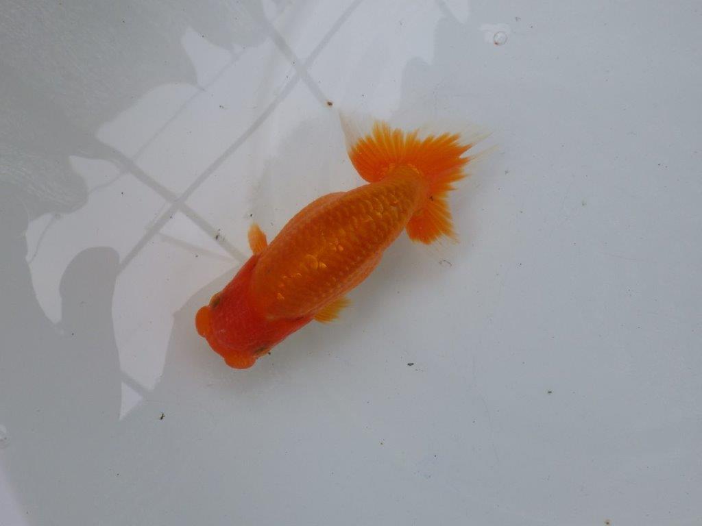 【可愛がってきた当歳らんちゅう 】頭、尾型が素晴らしいらんちゅう　約13,5cm