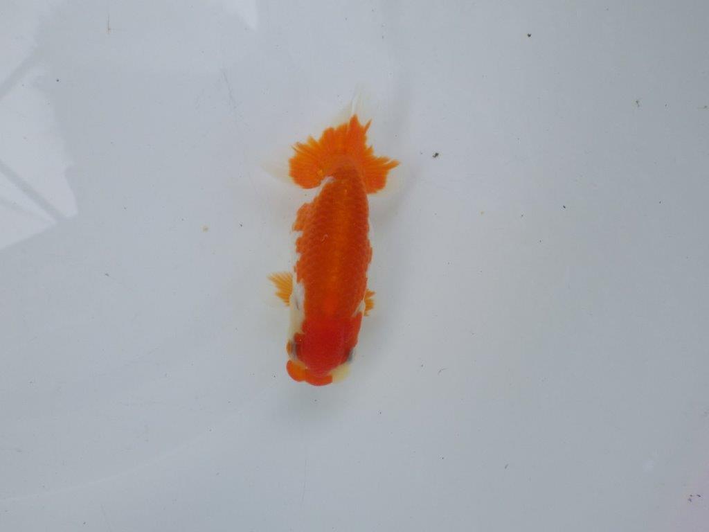 【可愛がってきた当歳らんちゅう 】柄が綺麗な更紗らんちゅう　約11cm  メス？の上身