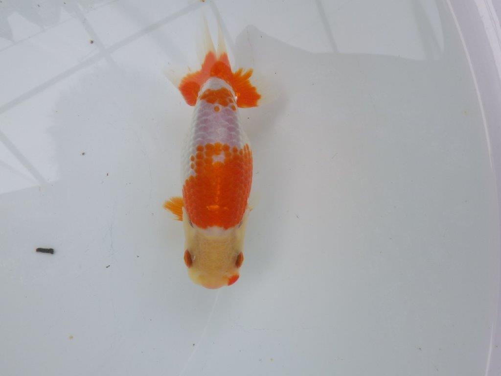 【可愛がってきた当歳らんちゅう 】柄が綺麗な更紗らんちゅう　約13cm  メス？の上身