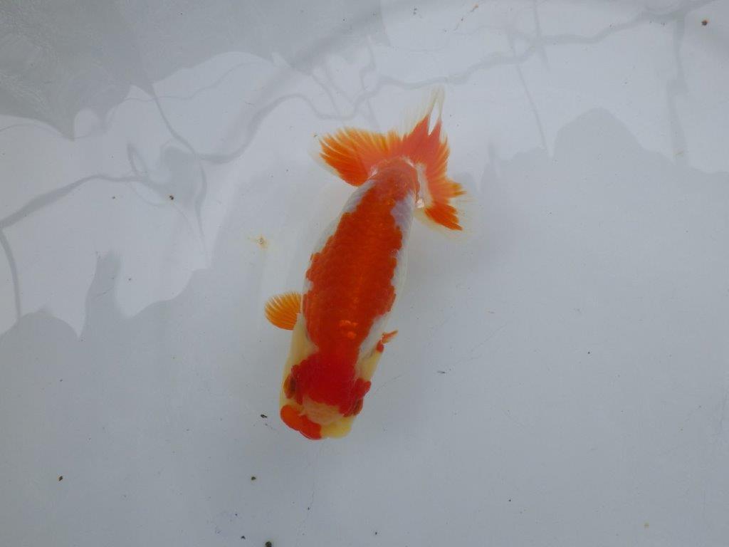【可愛がってきた当歳らんちゅう 】飼い込みお勧め更紗らんちゅう　約13cm  メス？の上身