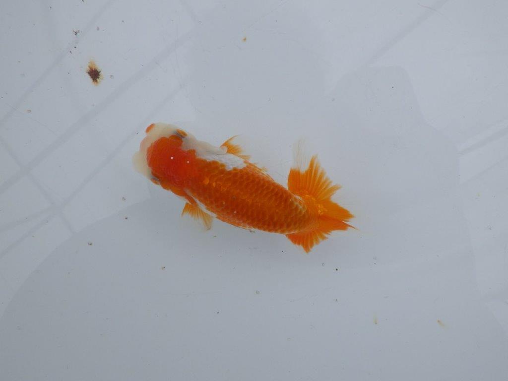 【可愛がってきた当歳らんちゅう 】背なりの綺麗な更紗らんちゅう　約10,5cmの上身