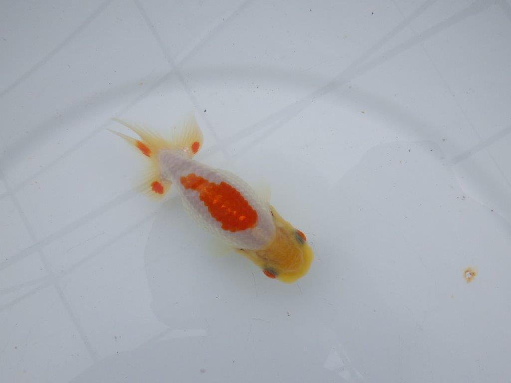【可愛がってきた当歳らんちゅう 】白地に赤が映える更紗らんちゅう　約10cm  メス？