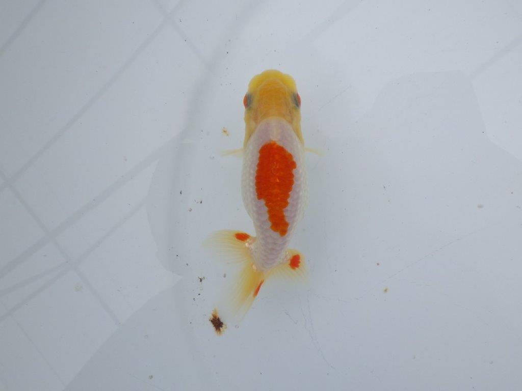 【可愛がってきた当歳らんちゅう 】白地に赤が映える更紗らんちゅう　約10cm  メス？の上身