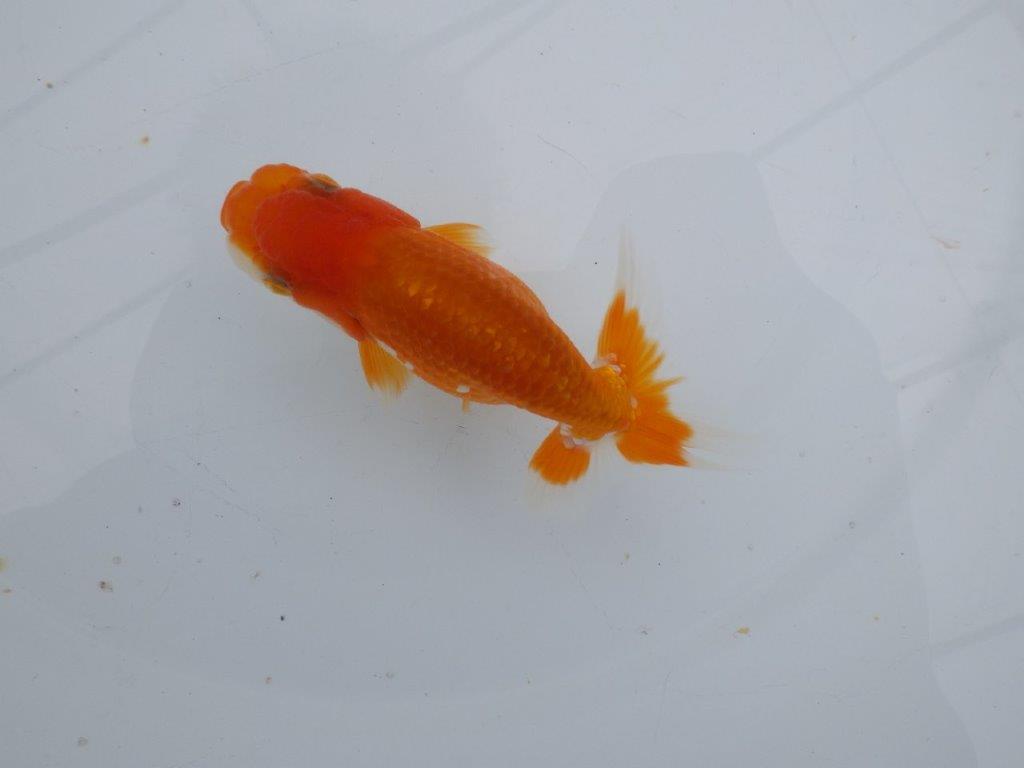 【可愛がってきた当歳らんちゅう 】尾開きの良い更紗らんちゅう　約10,5cm  オス？の上身