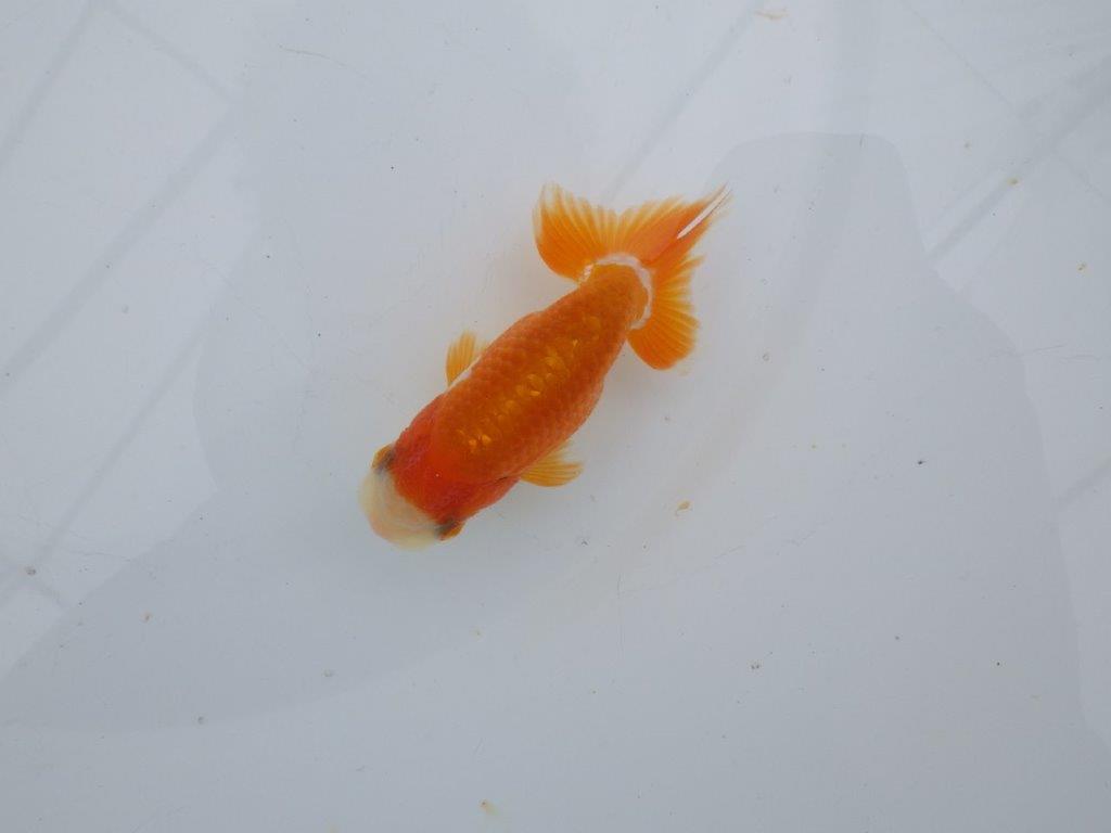 【可愛がってきた当歳らんちゅう 】可愛い更紗らんちゅう　約9,5cm  オス？の上身