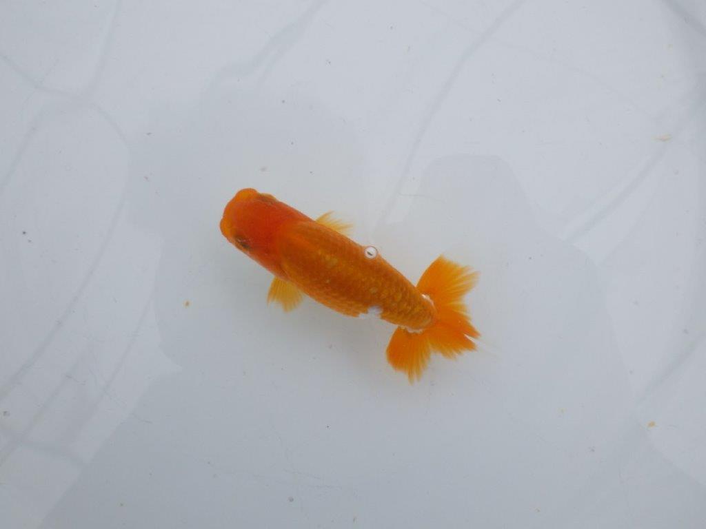 【可愛がってきた当歳らんちゅう 】尾張り、背腰の良い更紗らんちゅう　約10,5cm  オス？の上身