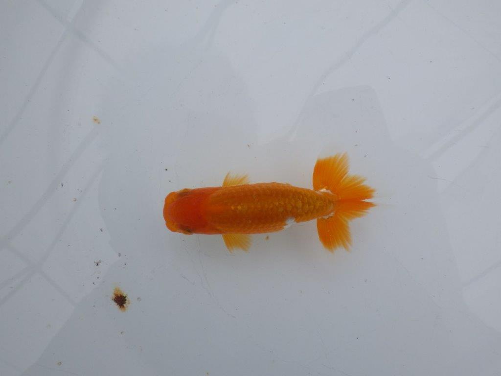 【可愛がってきた当歳らんちゅう 】尾張り、背腰の良い更紗らんちゅう　約10,5cm  オス？