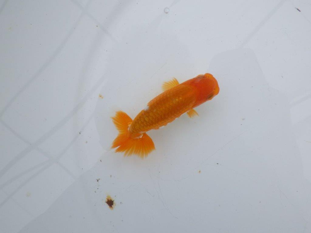 【可愛がってきた当歳らんちゅう 】尾張り、背腰の良い更紗らんちゅう　約10,5cm  オス？