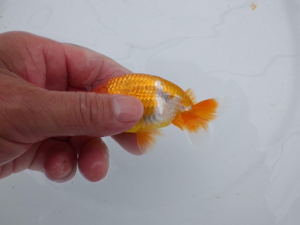 【可愛がってきた当歳らんちゅう 】尾張り、背腰の良い更紗らんちゅう　約10,5cm  オス？