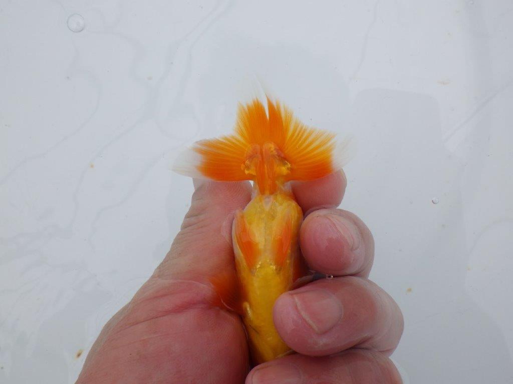 【可愛がってきた当歳らんちゅう 】尾張り、背腰の良い更紗らんちゅう　約10,5cm  オス？
