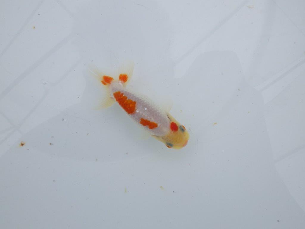【可愛がってきた当歳らんちゅう 】インパクトのある更紗らんちゅう　約10,5cm  オス？