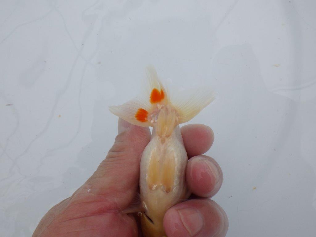 【可愛がってきた当歳らんちゅう 】インパクトのある更紗らんちゅう　約10,5cm  オス？