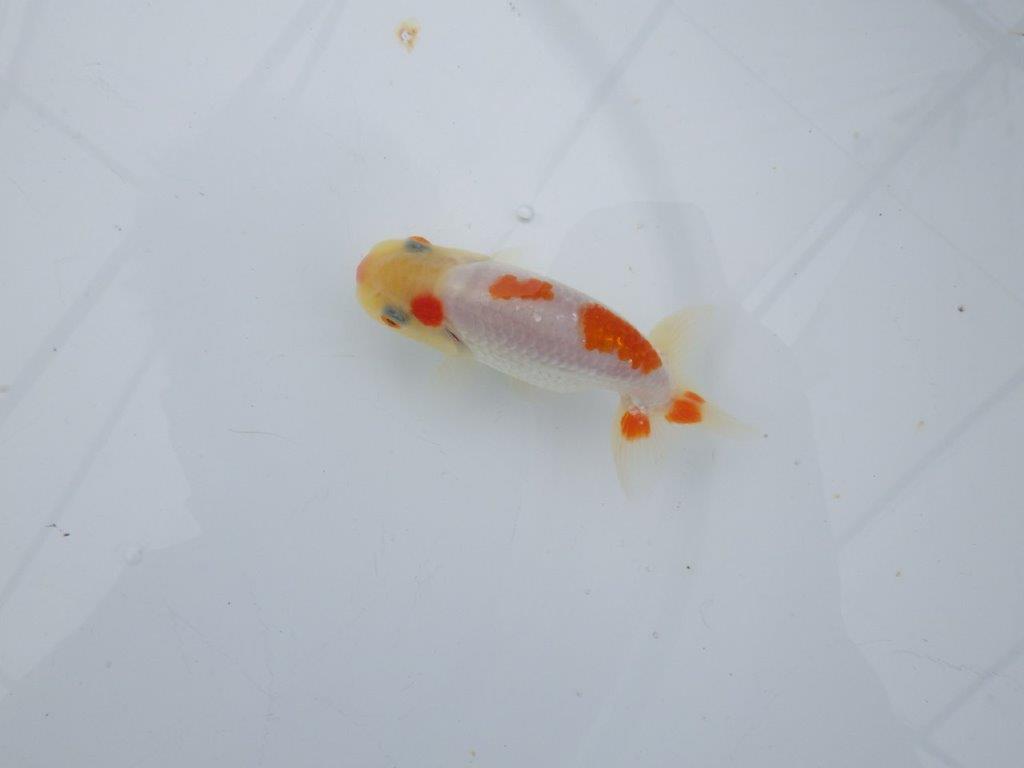 【可愛がってきた当歳らんちゅう 】インパクトのある更紗らんちゅう　約10,5cm  オス？