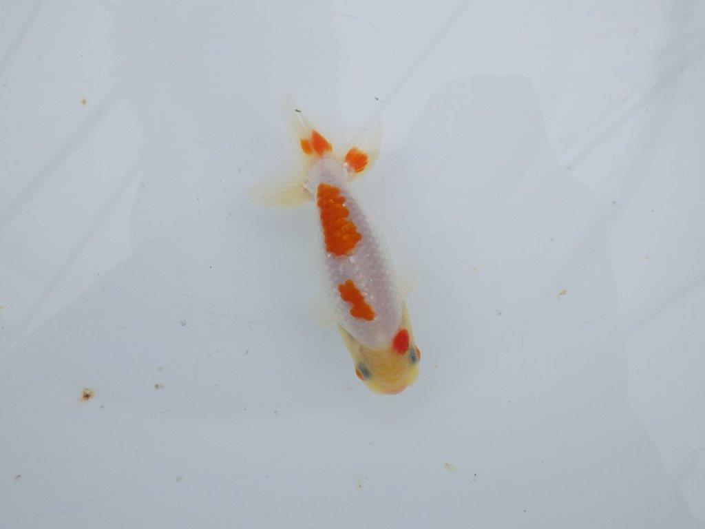 【可愛がってきた当歳らんちゅう 】インパクトのある更紗らんちゅう　約10,5cm  オス？の上身