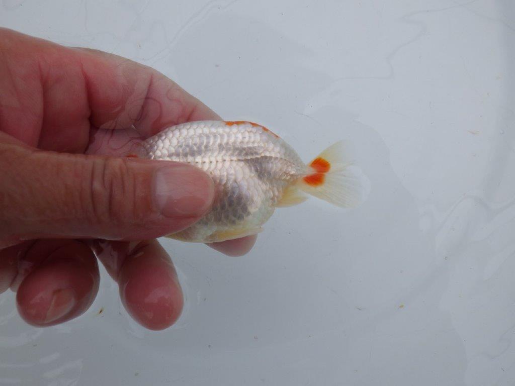 【可愛がってきた当歳らんちゅう 】インパクトのある更紗らんちゅう　約10,5cm  オス？