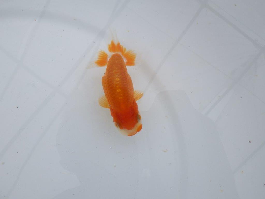【可愛がってきた当歳らんちゅう 】尾張りも良く可愛い更紗らんちゅう　約10,5cm  メス？