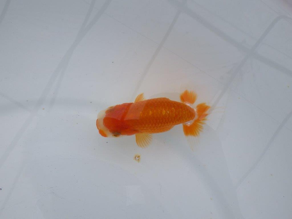 【可愛がってきた当歳らんちゅう 】尾張りも良く可愛い更紗らんちゅう　約10,5cm  メス？