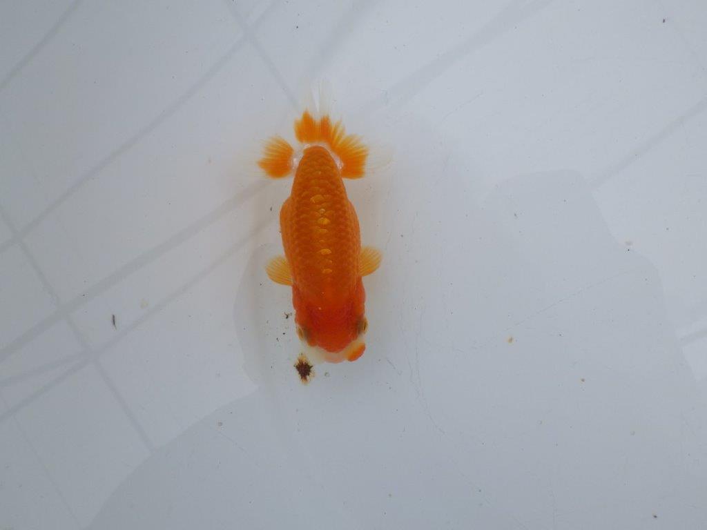 【可愛がってきた当歳らんちゅう 】尾張りも良く可愛い更紗らんちゅう　約10,5cm  メス？の上身