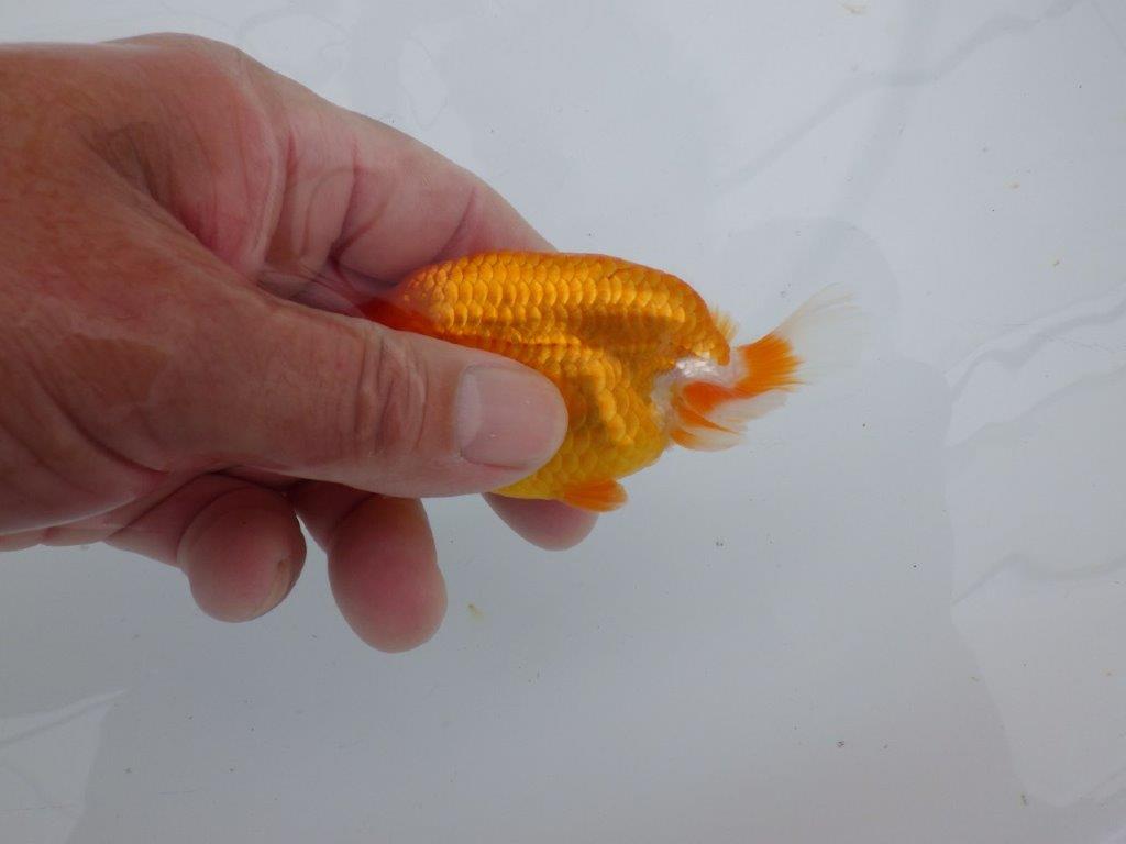 【可愛がってきた当歳らんちゅう 】尾張りも良く可愛い更紗らんちゅう　約10,5cm  メス？