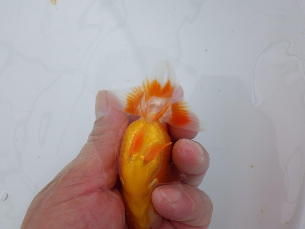 【可愛がってきた当歳らんちゅう 】尾張りも良く可愛い更紗らんちゅう　約10,5cm  メス？