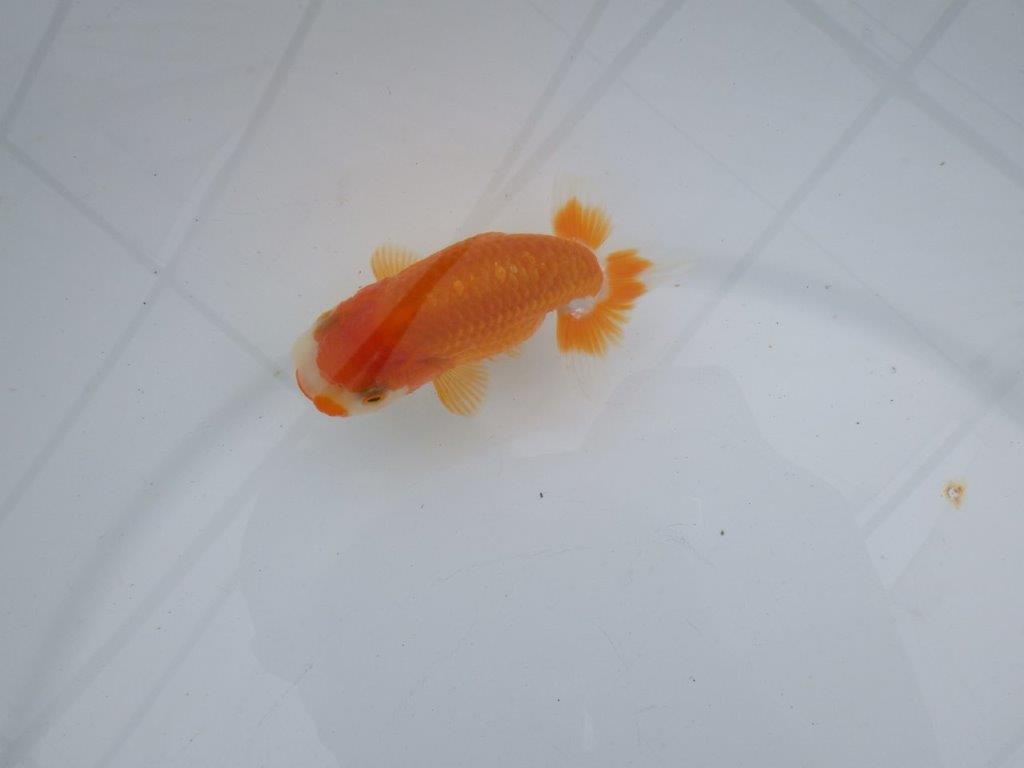 【可愛がってきた当歳らんちゅう 】尾張りも良く可愛い更紗らんちゅう　約10,5cm  メス？