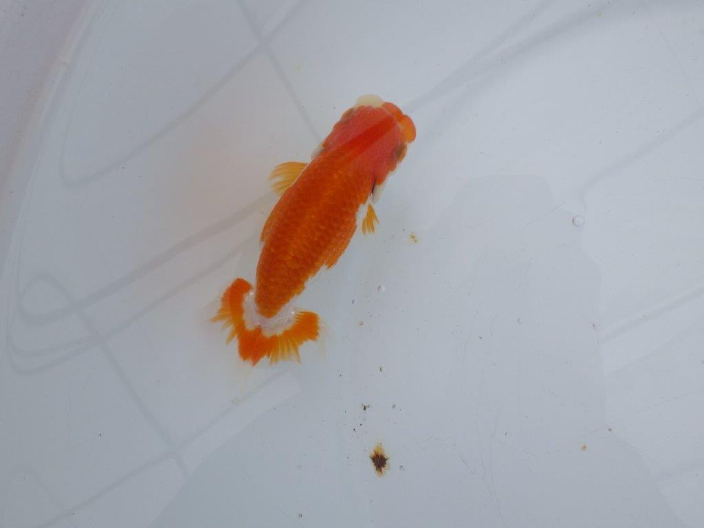 【可愛がってきた当歳らんちゅう 】フンタン＆柄が可愛い更紗らんちゅう　約11cm  メス？の上身