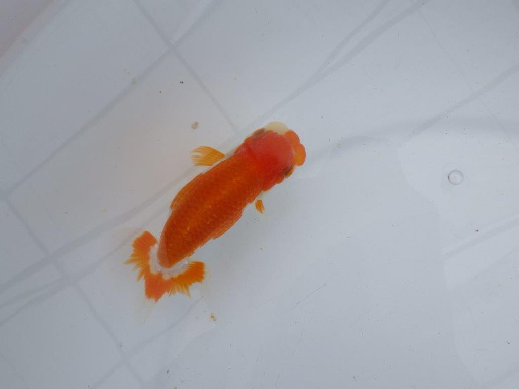 【可愛がってきた当歳らんちゅう 】フンタン＆柄が可愛い更紗らんちゅう　約11cm  メス？
