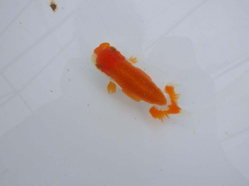 【可愛がってきた当歳らんちゅう 】フンタン＆柄が可愛い更紗らんちゅう　約11cm  メス？