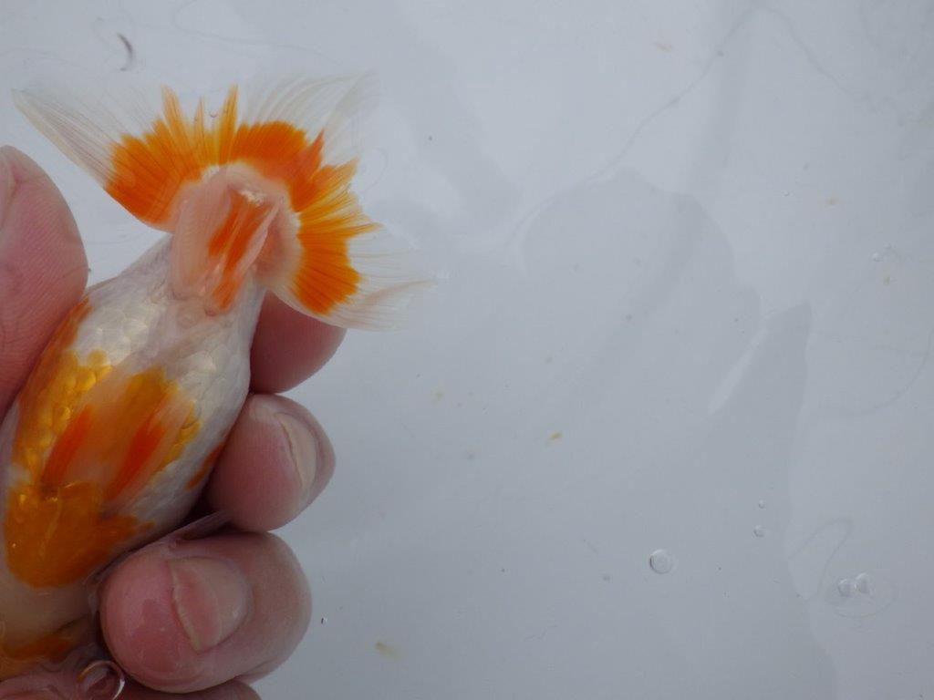 【可愛がってきた当歳らんちゅう 】フンタン＆柄が可愛い更紗らんちゅう　約11cm  メス？