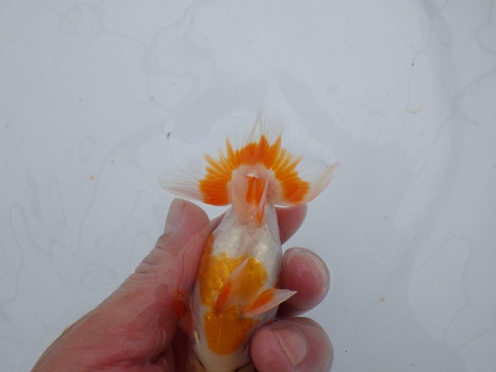 【可愛がってきた当歳らんちゅう 】フンタン＆柄が可愛い更紗らんちゅう　約11cm  メス？