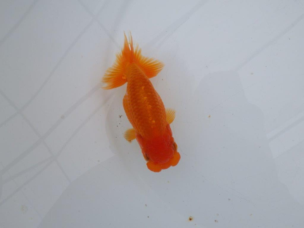 【可愛がってきた当歳らんちゅう 】フンタンらんちゅう　約12,5cm  メス？の上身
