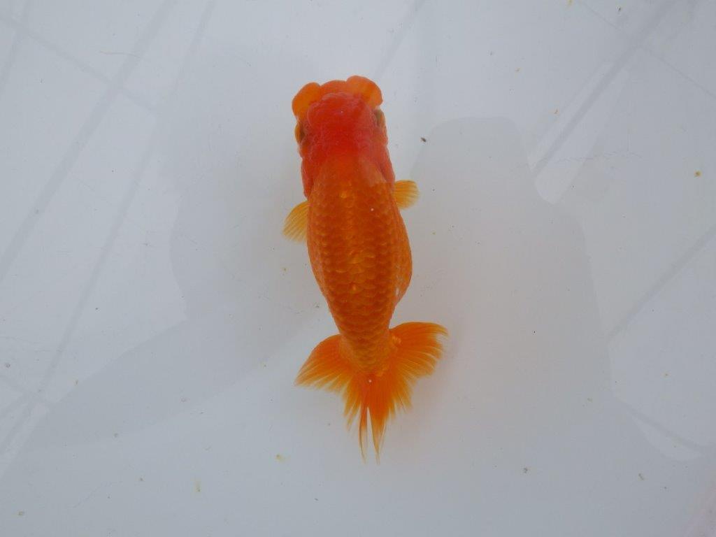 【可愛がってきた当歳らんちゅう 】フンタンらんちゅう　約12,5cm  メス？