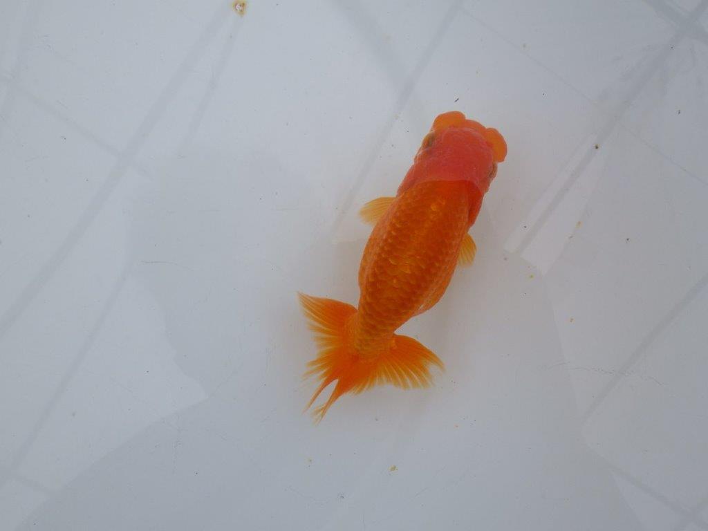 【可愛がってきた当歳らんちゅう 】フンタンらんちゅう　約12,5cm  メス？