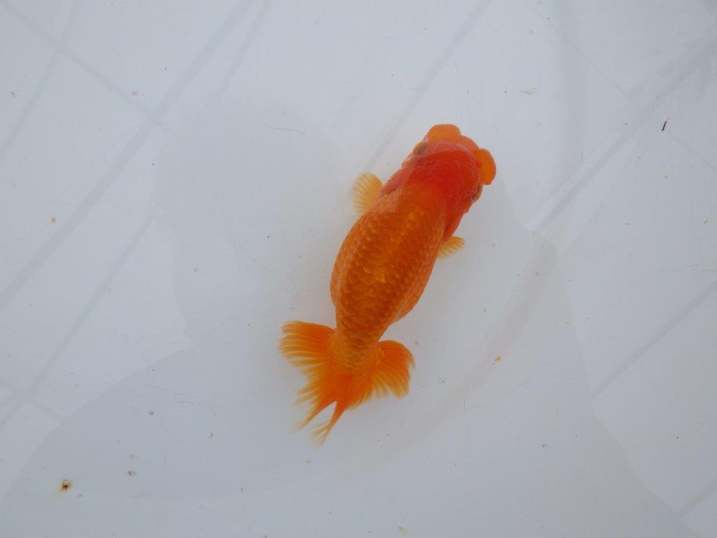 【可愛がってきた当歳らんちゅう 】フンタンらんちゅう　約12,5cm  メス？