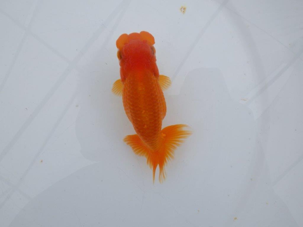 【可愛がってきた当歳らんちゅう 】フンタンらんちゅう　約12,5cm  メス？