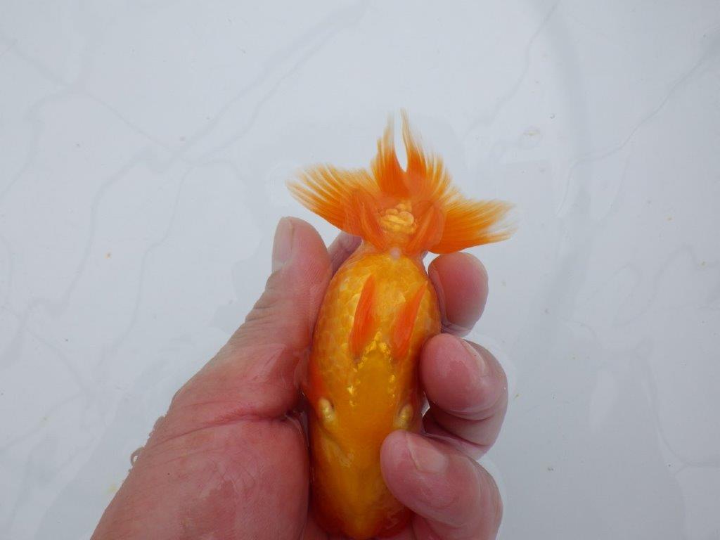 【可愛がってきた当歳らんちゅう 】フンタンらんちゅう　約12,5cm  メス？
