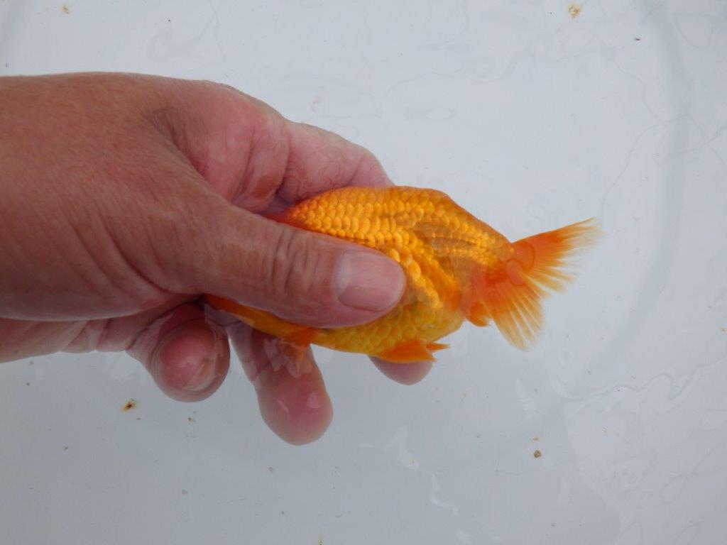【可愛がってきた当歳らんちゅう 】フンタンらんちゅう　約12,5cm  メス？