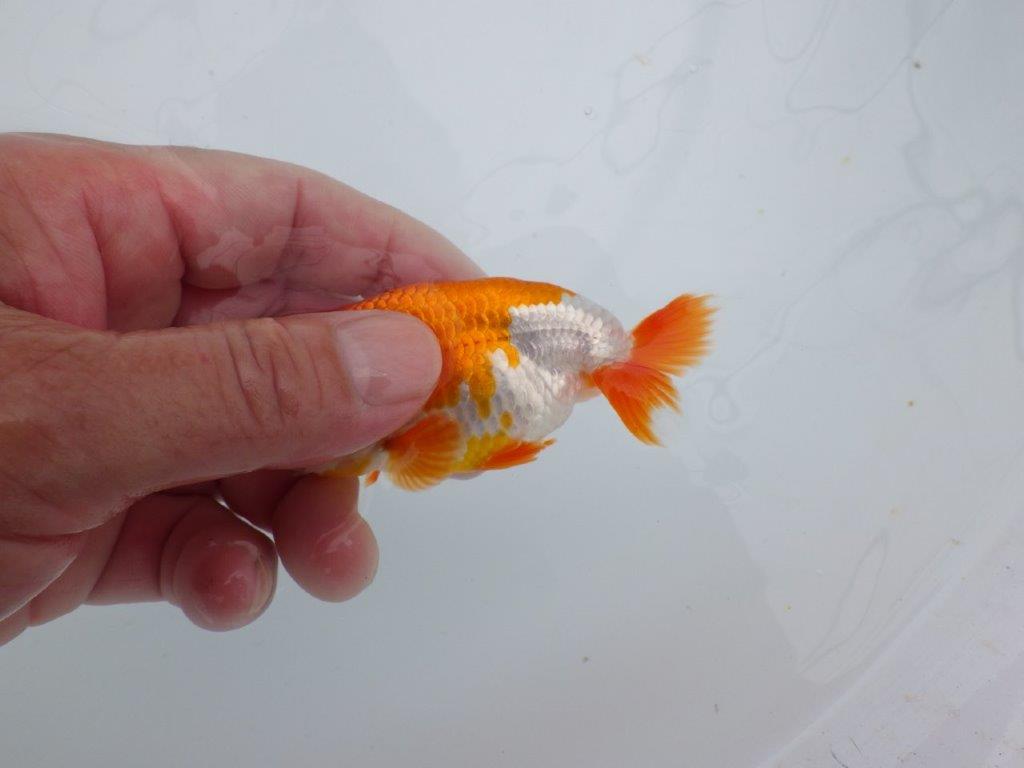 【可愛がってきた当歳らんちゅう 】尾型・背腰・色柄◎の更紗らんちゅう　約10cm  オス？