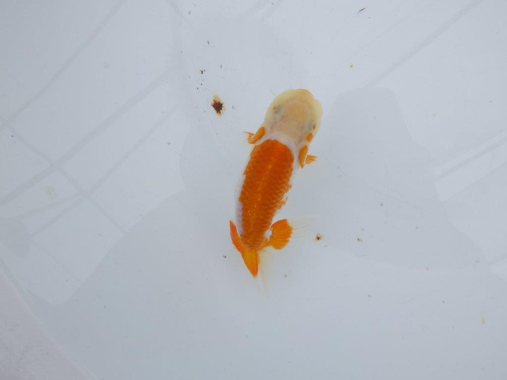 【可愛がってきた当歳らんちゅう 】尾型, 構えも良く映える更紗らんちゅう　約11cm  オス？