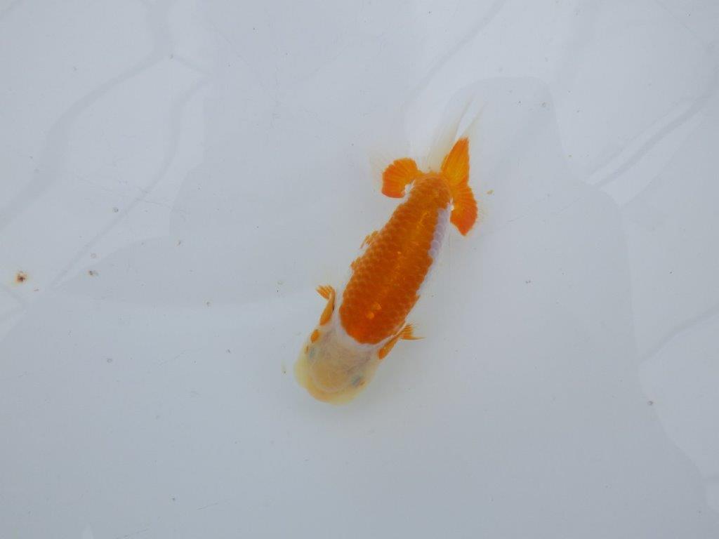 【可愛がってきた当歳らんちゅう 】尾型, 構えも良く映える更紗らんちゅう　約11cm  オス？の上身