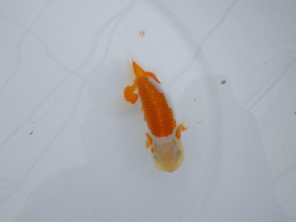 【可愛がってきた当歳らんちゅう 】尾型, 構えも良く映える更紗らんちゅう　約11cm  オス？
