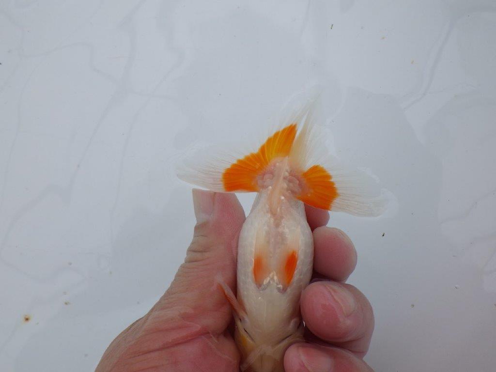 【可愛がってきた当歳らんちゅう 】尾型, 構えも良く映える更紗らんちゅう　約11cm  オス？