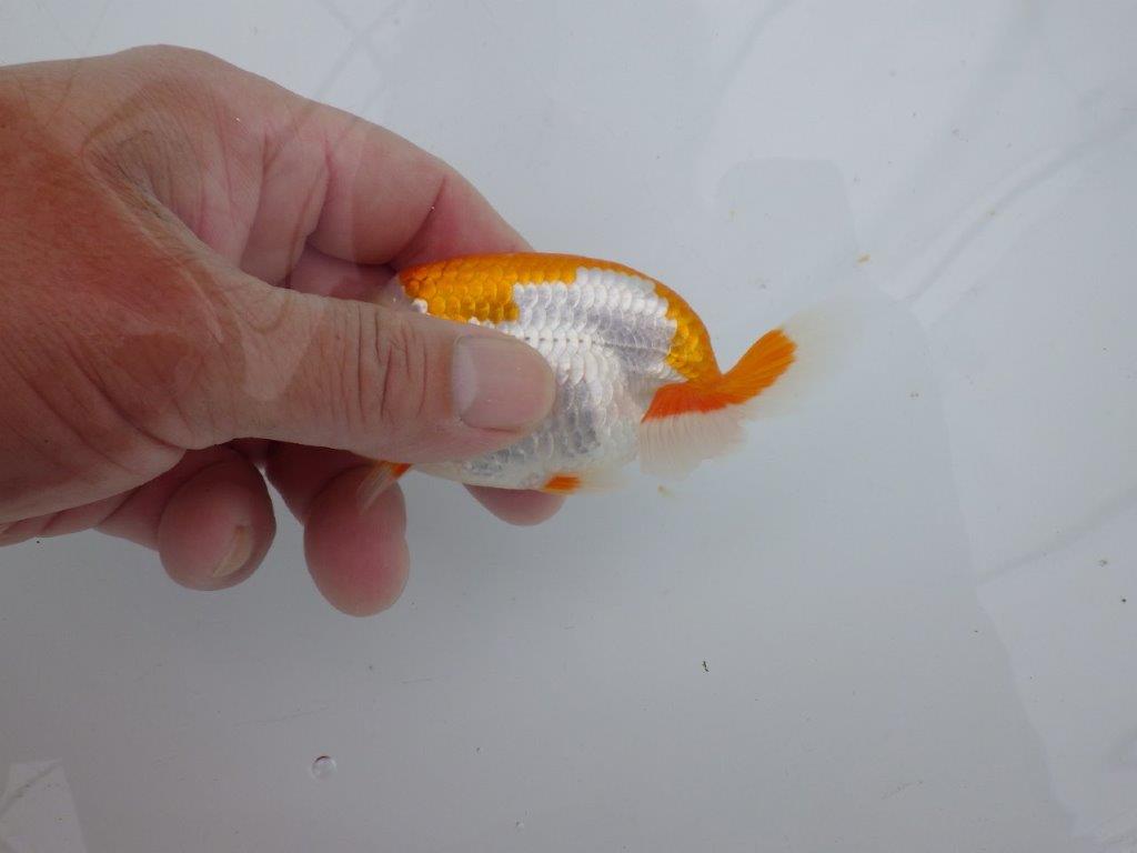 【可愛がってきた当歳らんちゅう 】尾型, 構えも良く映える更紗らんちゅう　約11cm  オス？