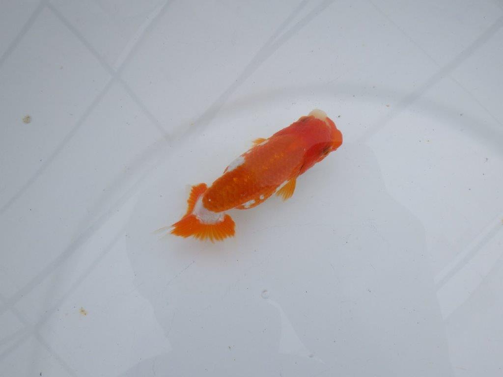【可愛がってきた当歳らんちゅう 】非常に美しい更紗らんちゅう　約10,5cm  メス？