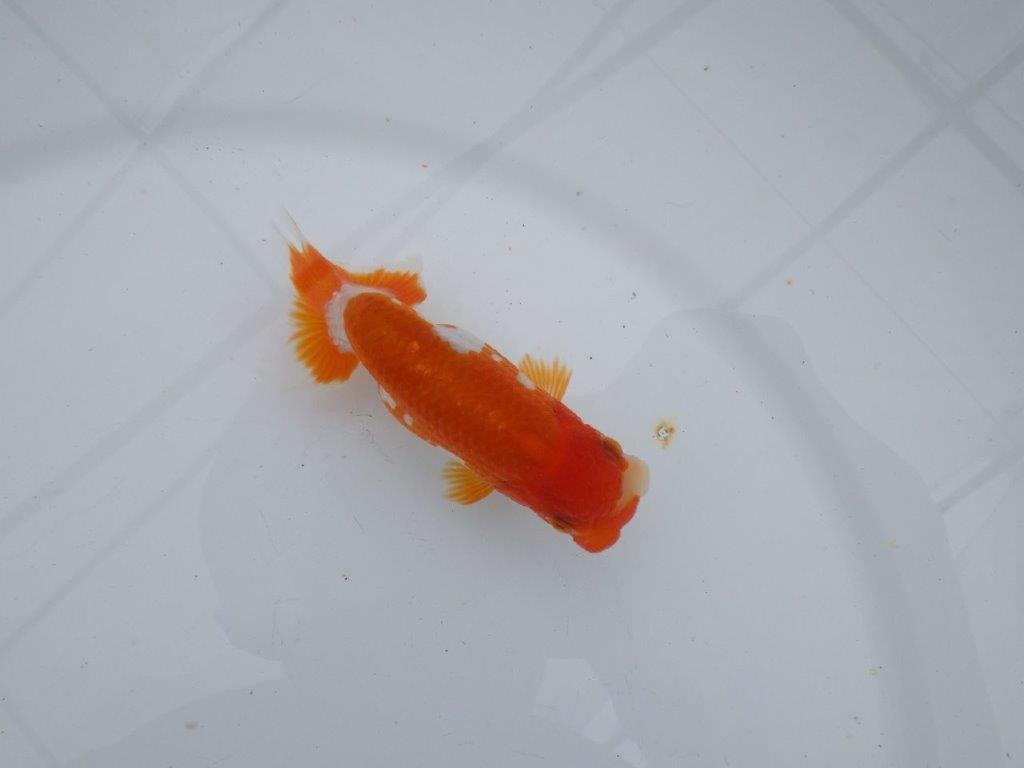 【可愛がってきた当歳らんちゅう 】非常に美しい更紗らんちゅう　約10,5cm  メス？