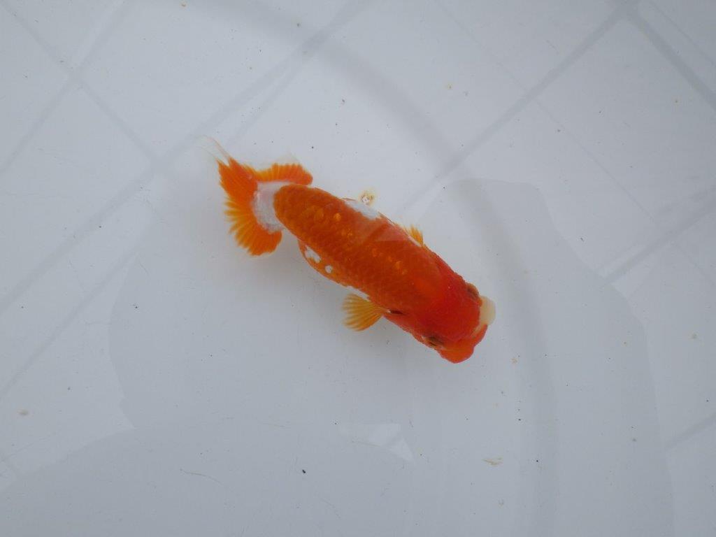 【可愛がってきた当歳らんちゅう 】非常に美しい更紗らんちゅう　約10,5cm  メス？